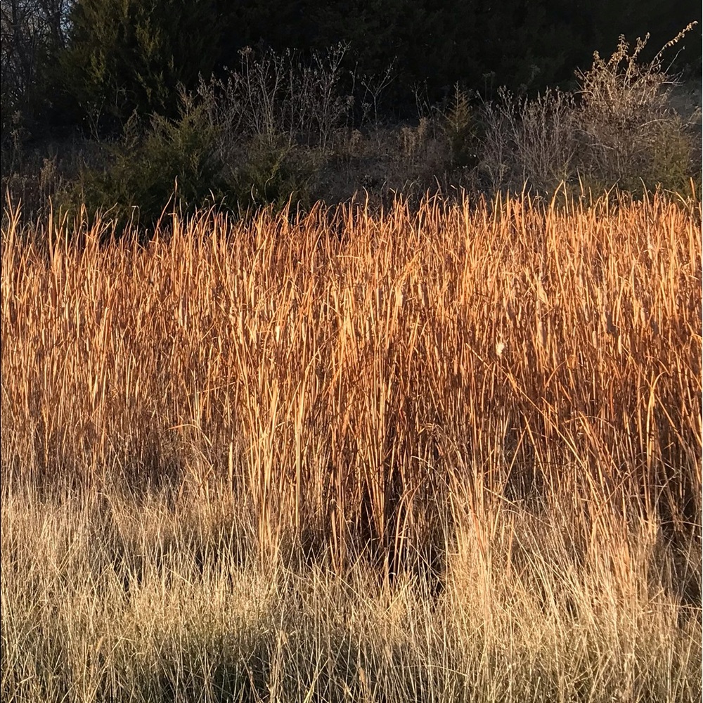 Meet your Posher, Elena